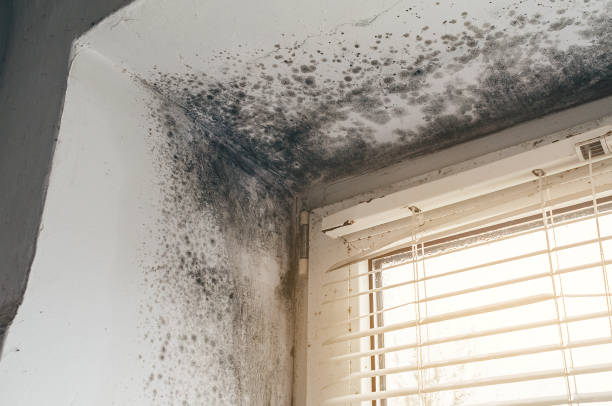 Affordable Mold Removal solutions in Kingsley, MI